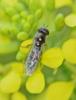 Platycheirus sp.